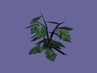 Bush